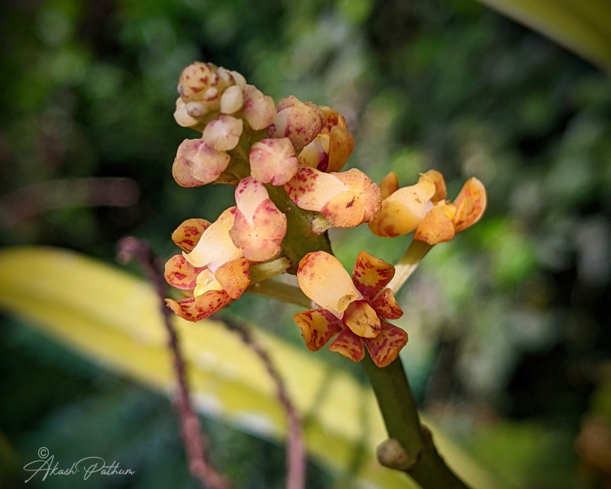 Pomatocalpa maculosum subsp. maculosum (Lindl.) J.J.Sm.